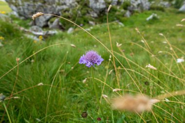 Dağ çiçeği çayırı Alpe di Siusi. (Kahin Sadaka )