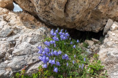 Dolomitlerdeki bir kayanın üzerindeki campanula.