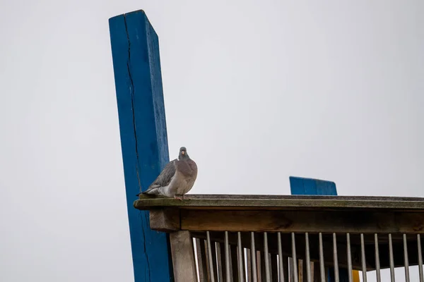 Çatıda Bir Güvercin — Stok fotoğraf