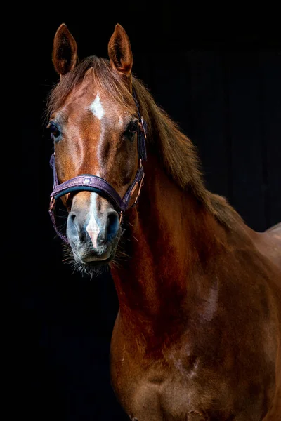 Portret Brązowego Konia — Zdjęcie stockowe