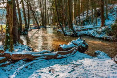 Karla kaplı orman, kış manzarası.