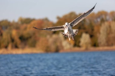 Gagasında bir balıkla uçan martı.