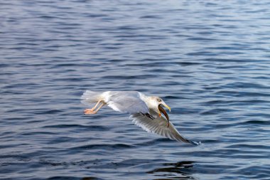Gagasında bir balıkla uçan martı.