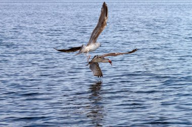 Gagasında bir balıkla uçan martı.