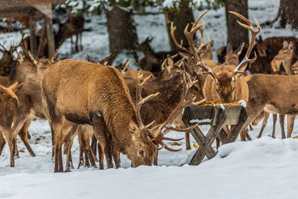 喂食站的鹿 冬季野生喂食 — 图库照片