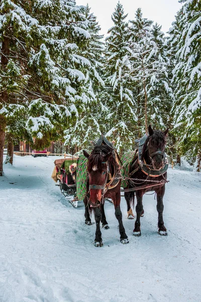 Άλογο Έλκηθρο Στο Δάσος Χειμώνα Βαυαρία Γερμανία — Φωτογραφία Αρχείου