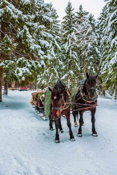 Slitta Nella Foresta Invernale Baviera Germania — Foto Stock