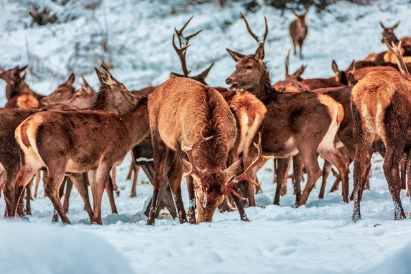 德国巴伐利亚冬季森林里的红鹿群 — 图库照片