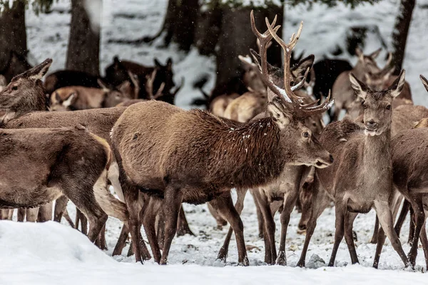 Red Deer Herd Forest Winter Baviera Germania — Foto Stock