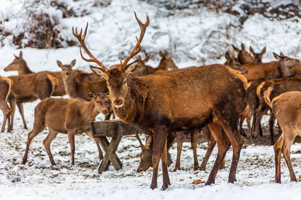 Red Deer Herd Forest Winter Baviera Germania — Foto Stock