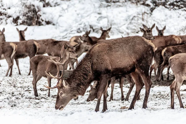 Red Deer Herd Forest Winter Baviera Germania — Foto Stock
