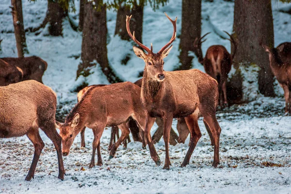德国巴伐利亚冬季寻找食物的鹿群 — 图库照片