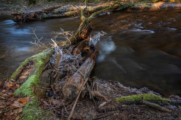 Floden Skogen Vintern — Stockfoto