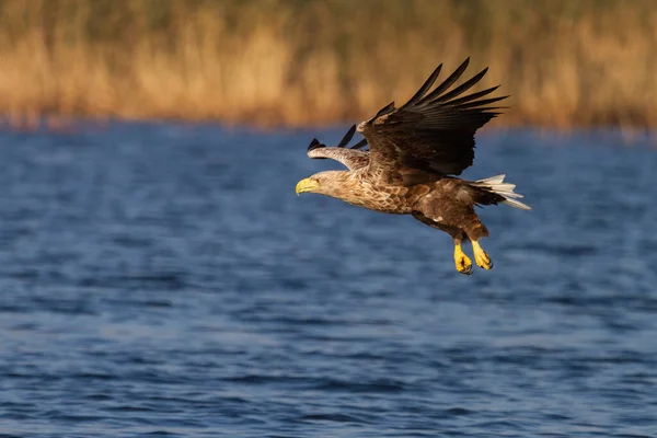 날아가는 독수리 — 스톡 사진