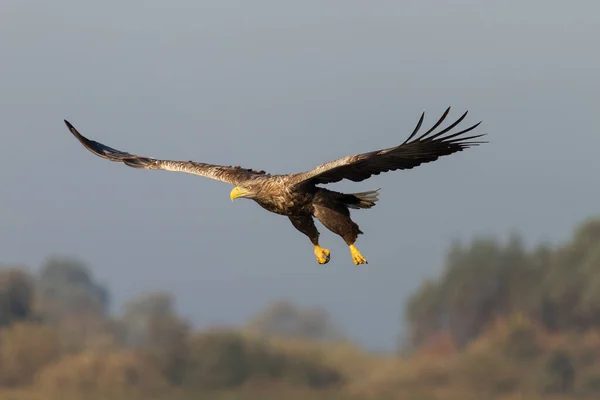 White Tailed Eagle Flight — Stock Photo, Image