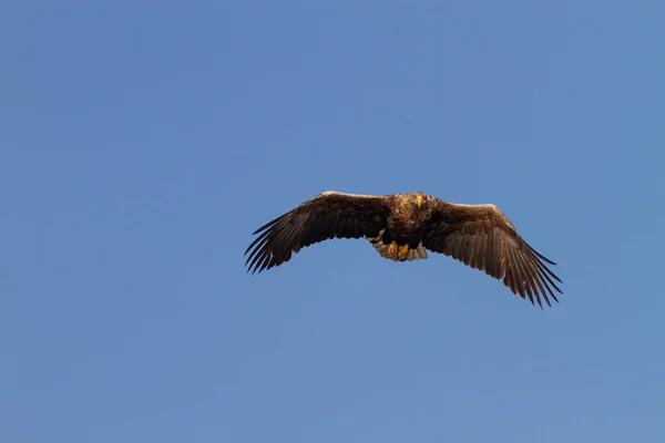날아가는 독수리 — 스톡 사진