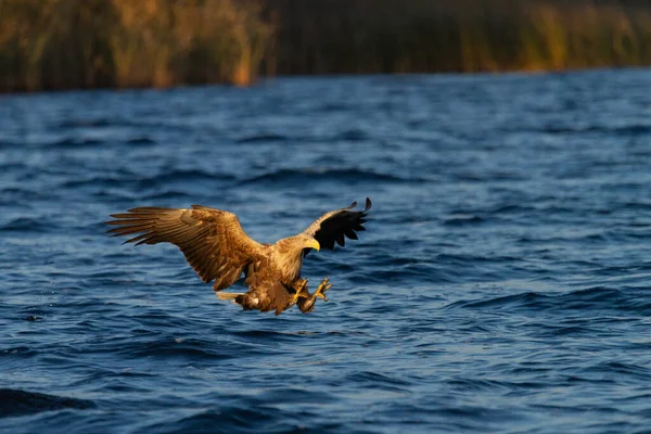 Blanco Águila Cola Vuelo — Foto de Stock