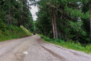 Dolomitlerdeki orman yolunda bir avlu.