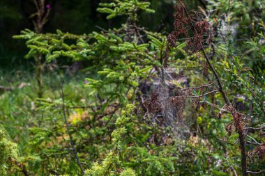 Bir dalda örümcek ağı