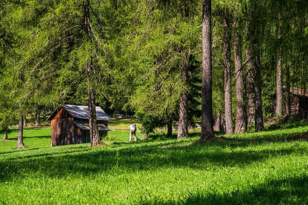 Agricultor Prado Floresta — Fotografia de Stock