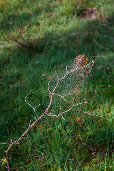 Une Toile Araignée Sur Une Branche — Photo