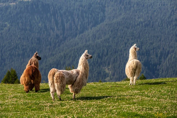 Dağlardaki çayırlarda Lama 'lar