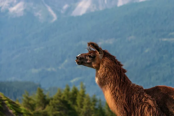 Llama Portrait Mountains National Park — Stock Photo, Image