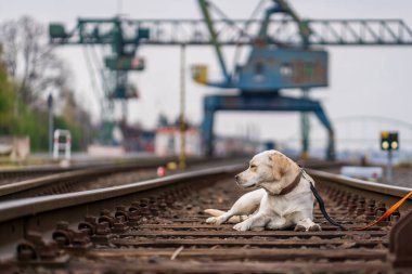 Demiryolu raylarındaki bir köpeğin portresi. Labrador Retriever.