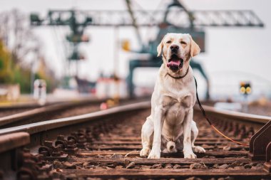 Demiryolu raylarındaki bir köpeğin portresi. Labrador Retriever.