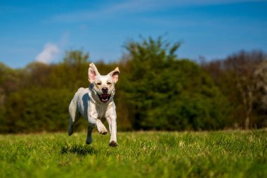 Çayırda koşan köpek.