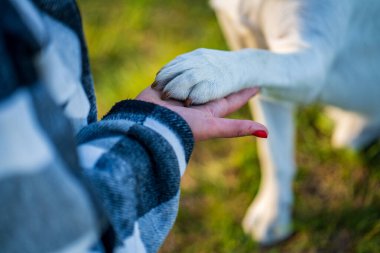 Kadının eli beyaz bir köpek pençesi tutuyor. 