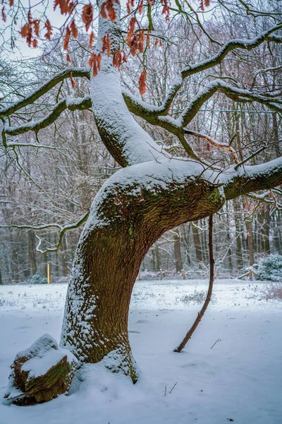 Besneeuwde Bomen Winterlandschap — Stockfoto