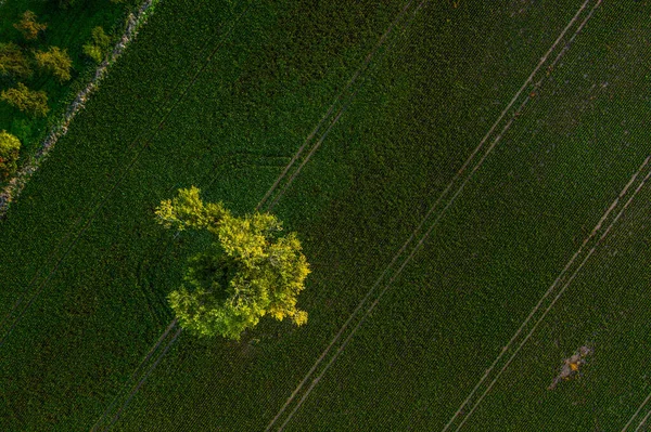 畑の一本の木が — ストック写真