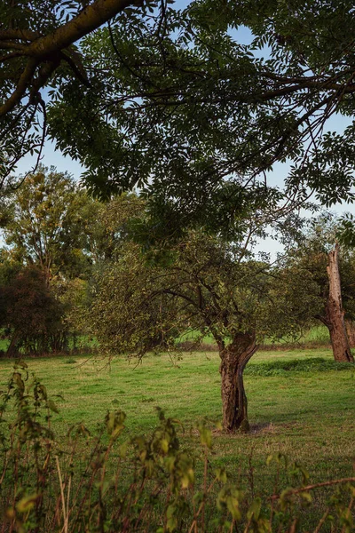 Oude Kapotte Boom Natuurgebied — Stockfoto