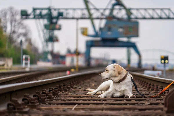 Demiryolu raylarındaki bir köpeğin portresi. Labrador Retriever.