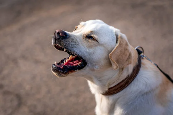 Close Retrato Cão Labrador Retriever — Fotografia de Stock