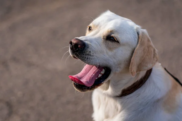 Close Retrato Cão Labrador Retriever — Fotografia de Stock