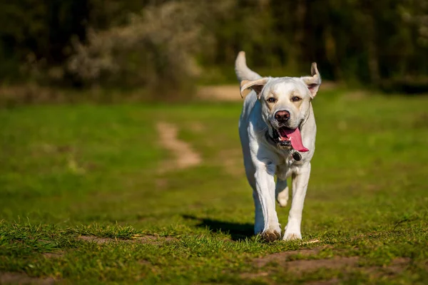 Correndo Cão Com Língua Para Fora Prado — Fotografia de Stock
