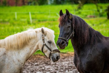 İki at, beyaz ve siyah atlı
