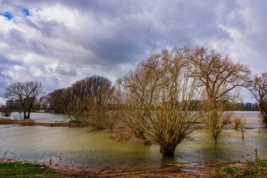 Düsseldorf yakınlarındaki Ren Nehri 'ni sel bastı.