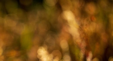 Ormanın bulanık arka planı