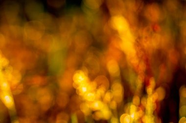 Ormanın bulanık arka planı