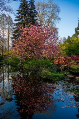 Japon bahçesinde bahar geldi.