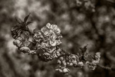 Baharda gün batımında ağaçlar çiçek açar.