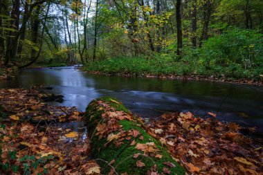 Sonbahar, ormandaki nehir.