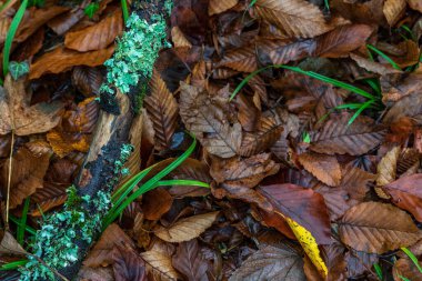 Sonbahar yaprakları yerde.
