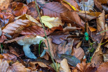 Sonbahar yaprakları yerde.