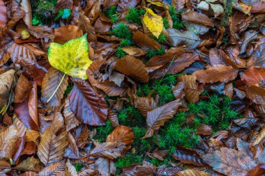 Sonbahar yaprakları yerde.