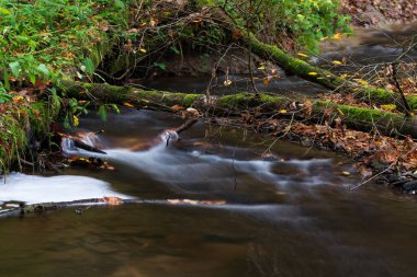 Sonbaharda ormandaki nehir