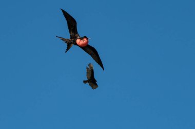 Frigatebirds in the cloudless sky clipart
